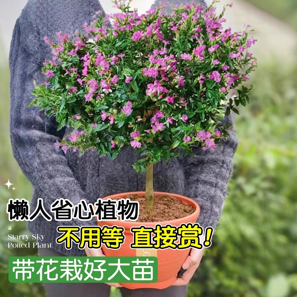 独杆满天星盆栽棒棒糖造型盆景四季开花室内阳台花卉庭院常绿好养
