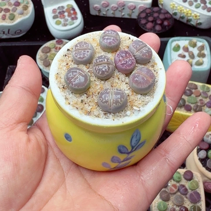 7002 零下地区记得拍保温箱