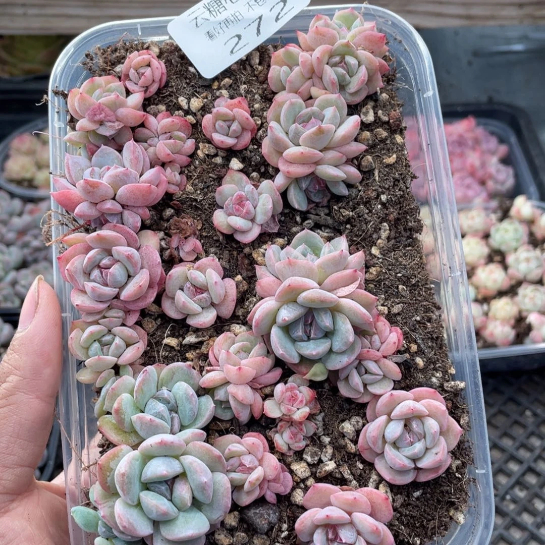云糖心多肉植物272