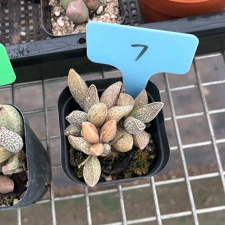 我也想要一只小猫咪啊