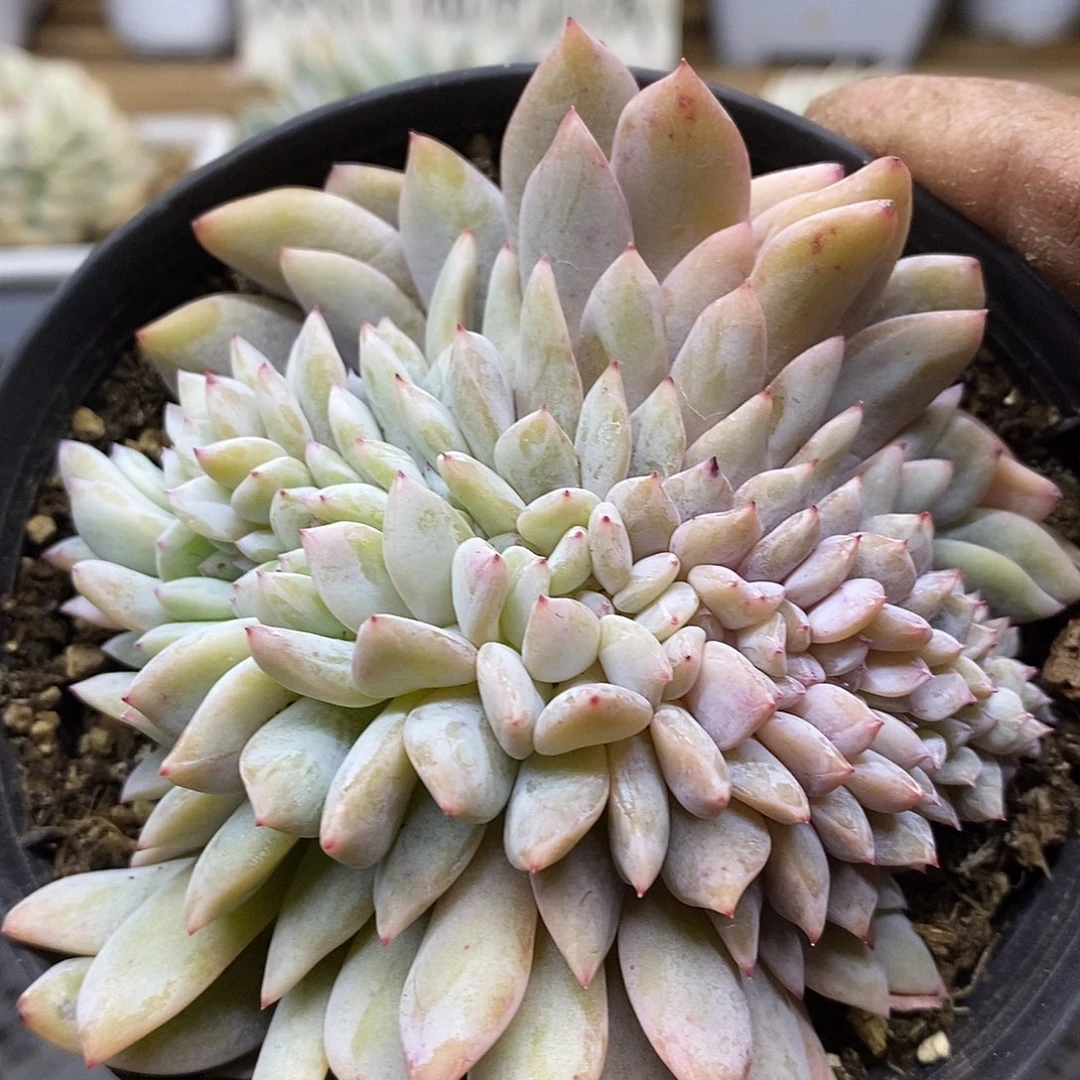 1115 橙梦露缀化