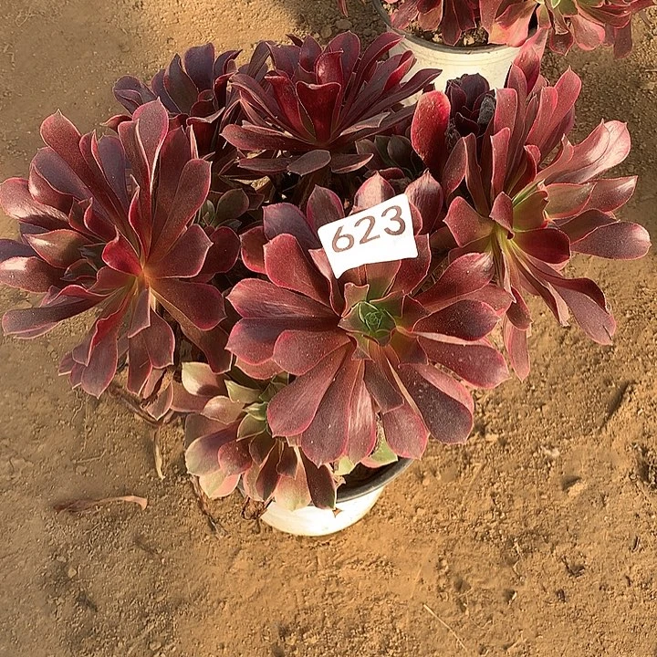 无花朵623金丝缺南