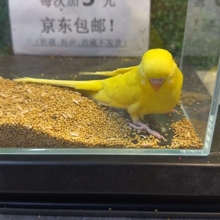 虎皮鹦鹉大头虎皮鹦鹉