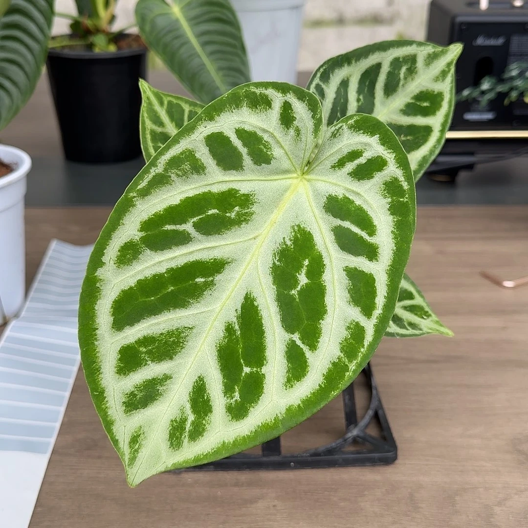 无花朵铜锣烧花烛