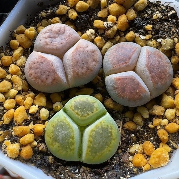 生石花1111111。   85