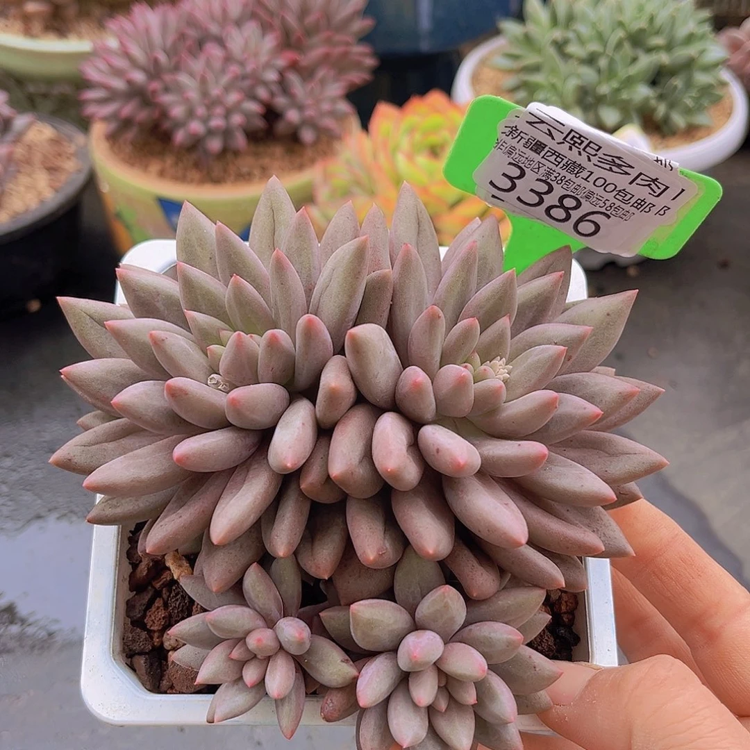 3386红蜻蜓多肉植物