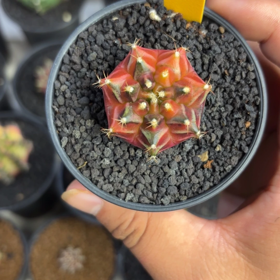 107-1225泰国发货多肉