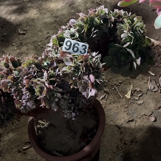 墨***凉多肉植物一个万追