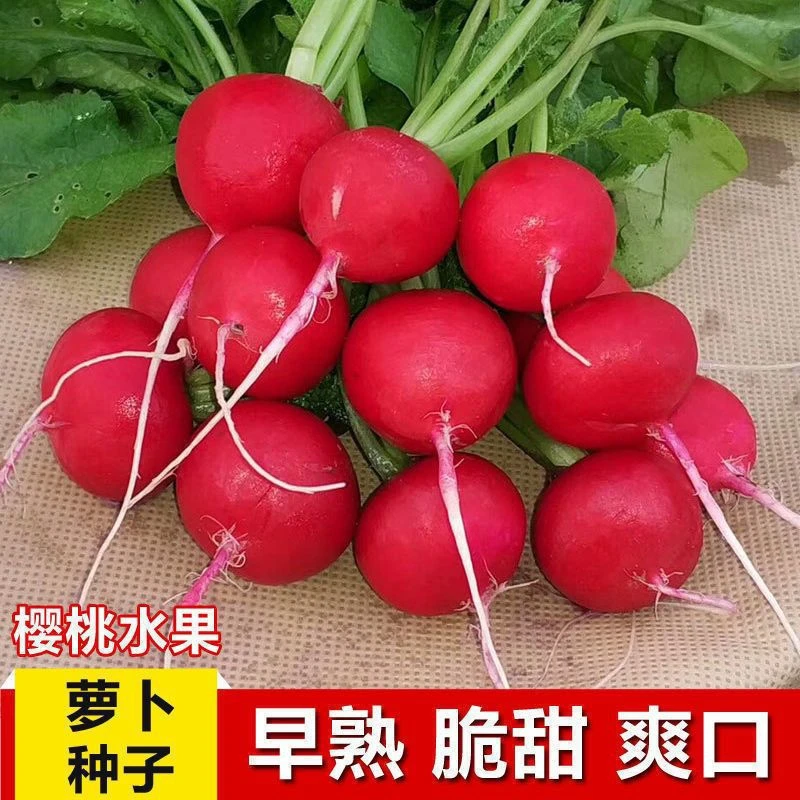 新疆包邮】红宝石樱桃萝卜种子 菜园阳台四季种植蔬菜种籽
