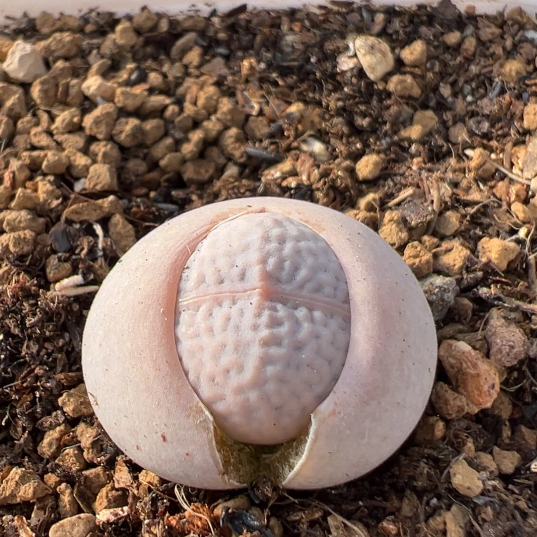 69多肉植物百科植物