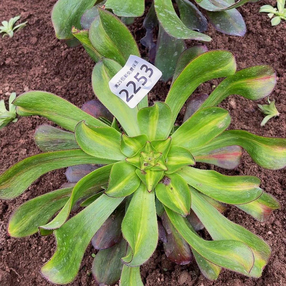 2253烈焰中班多肉植物