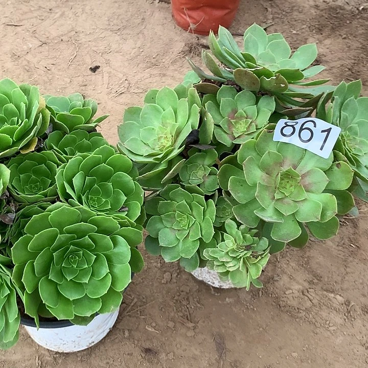 无花朵861路羊绒➕万圣洁