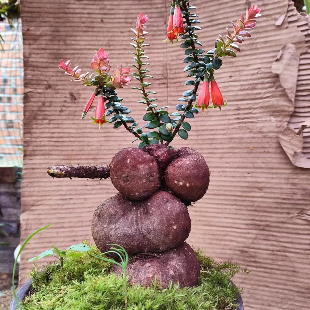 谷珑家绿植花卉（一物一拍 偏远地区不包邮)