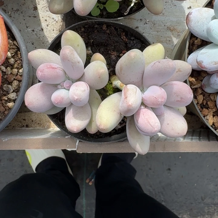 米可奶 双头 一物一拍