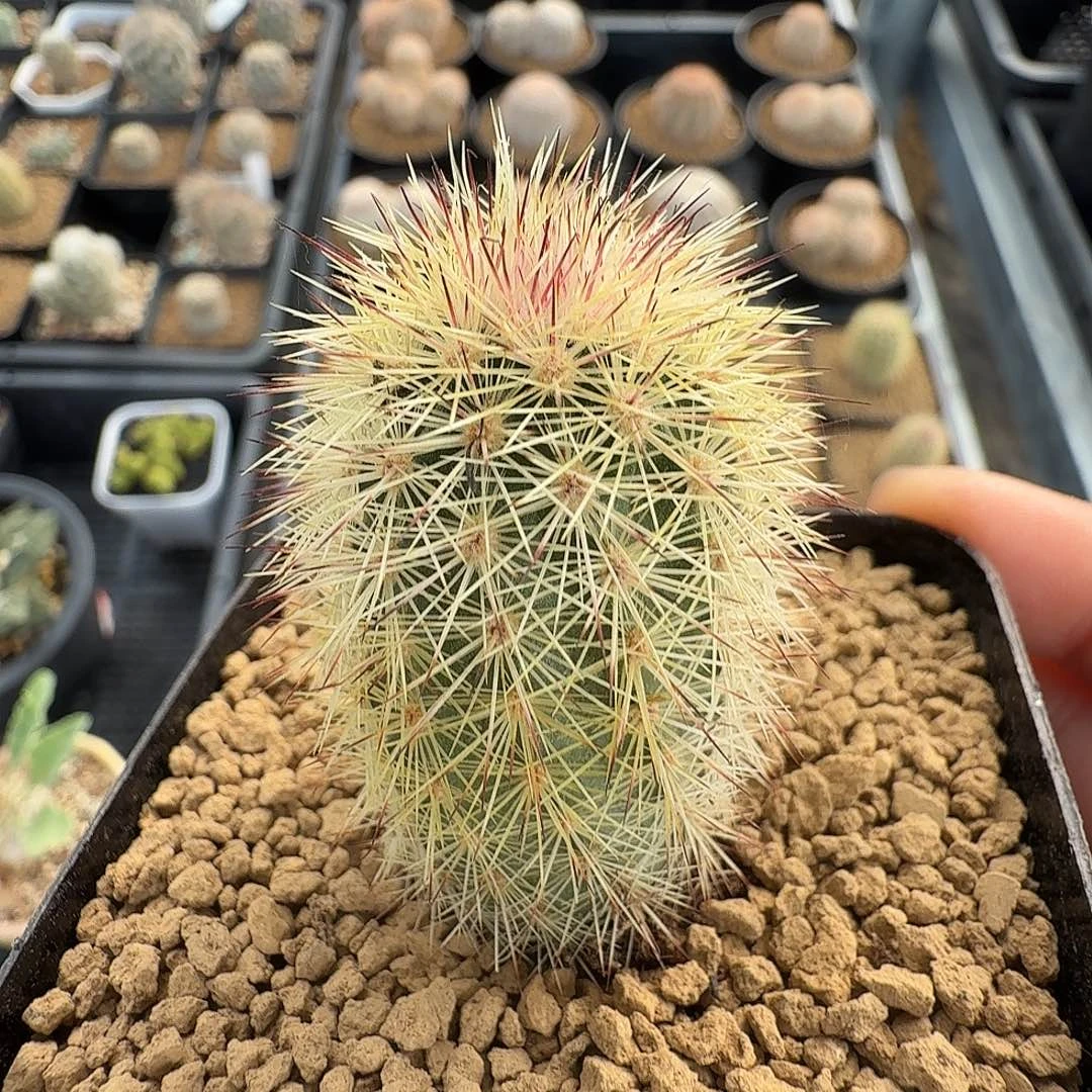 实生多色刺猬脱土发货