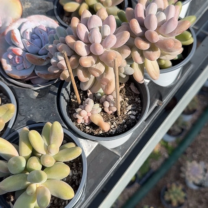 青蛙王子儿童牙膏111