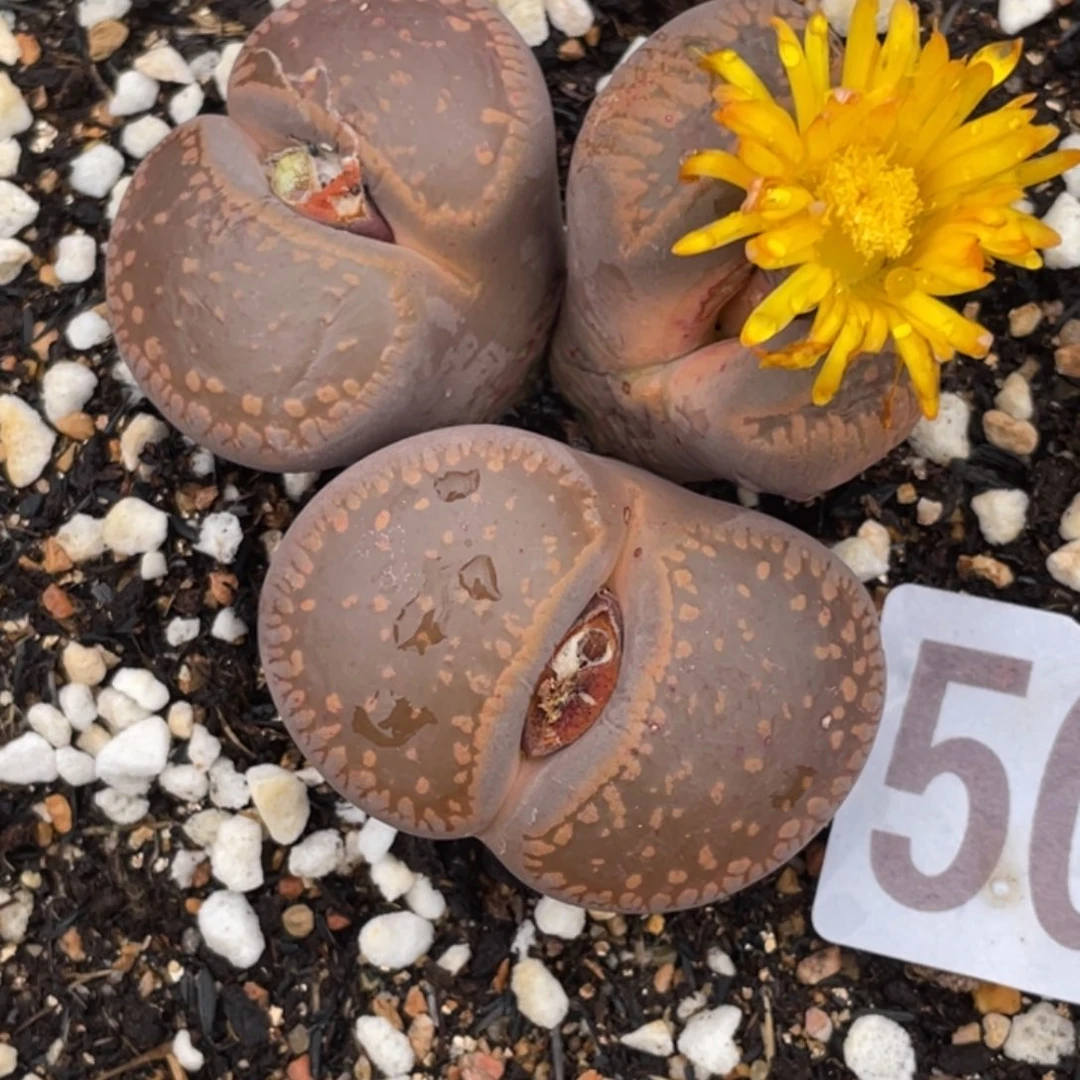 非偏远满20包邮500