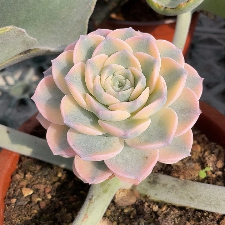 彩色安娜玫瑰锦一物一拍