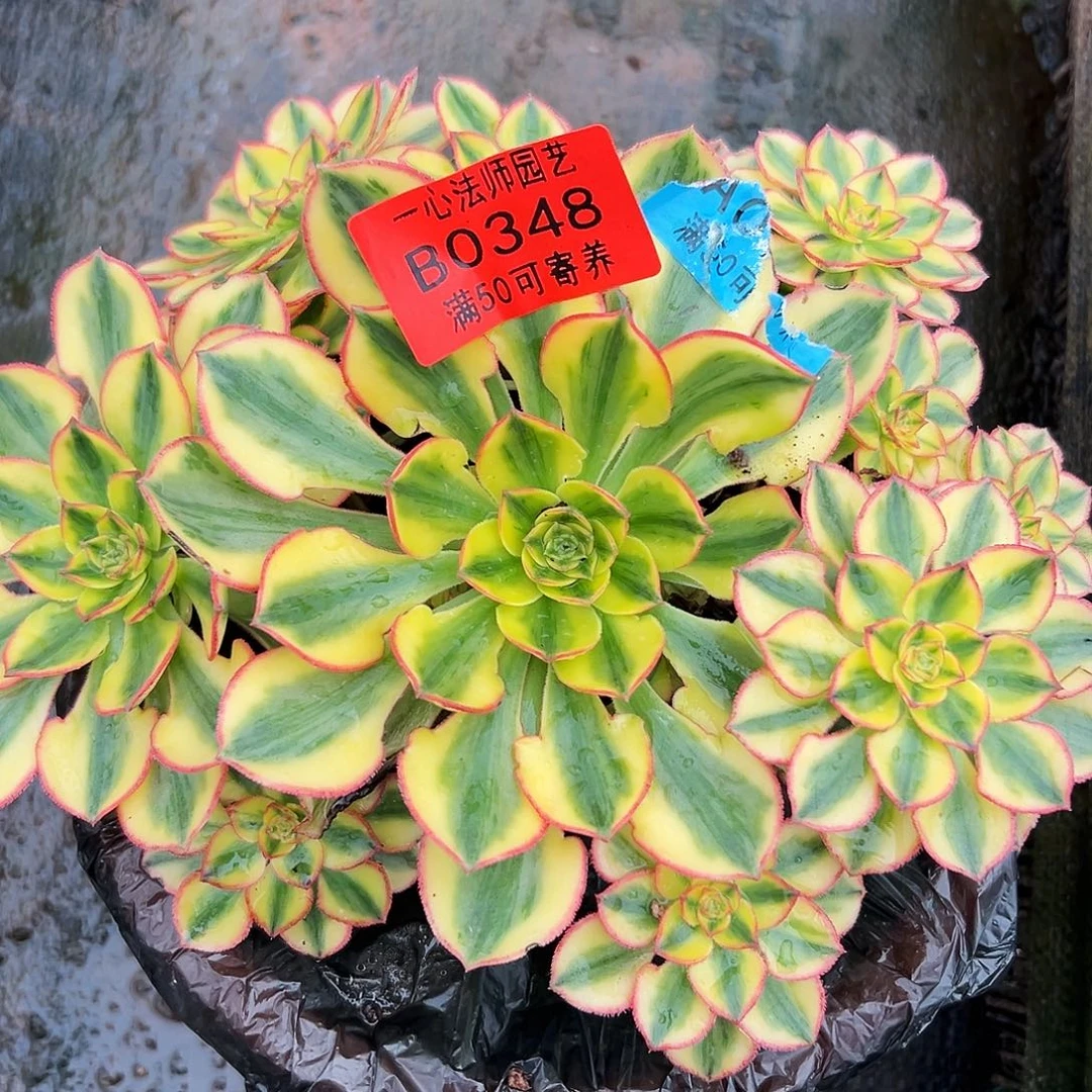 0348多肉植物太阳神