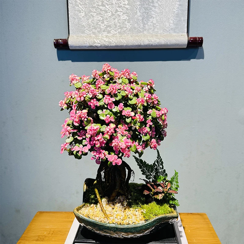 老桩提根金枝玉叶+碧湖陶瓷瓦片盆