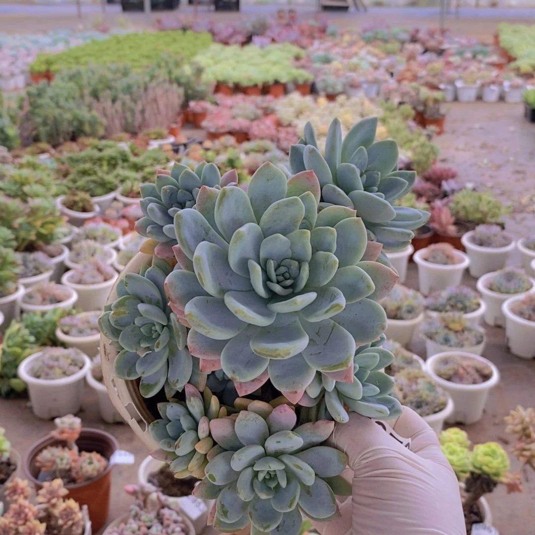 973冷香老桩一物一拍