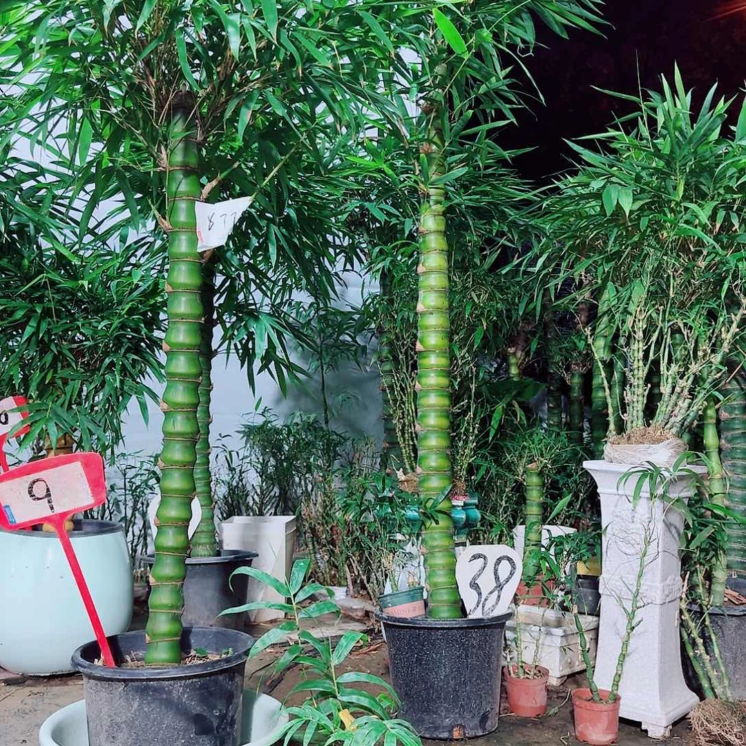 南***）完全开放佛肚竹8888888888