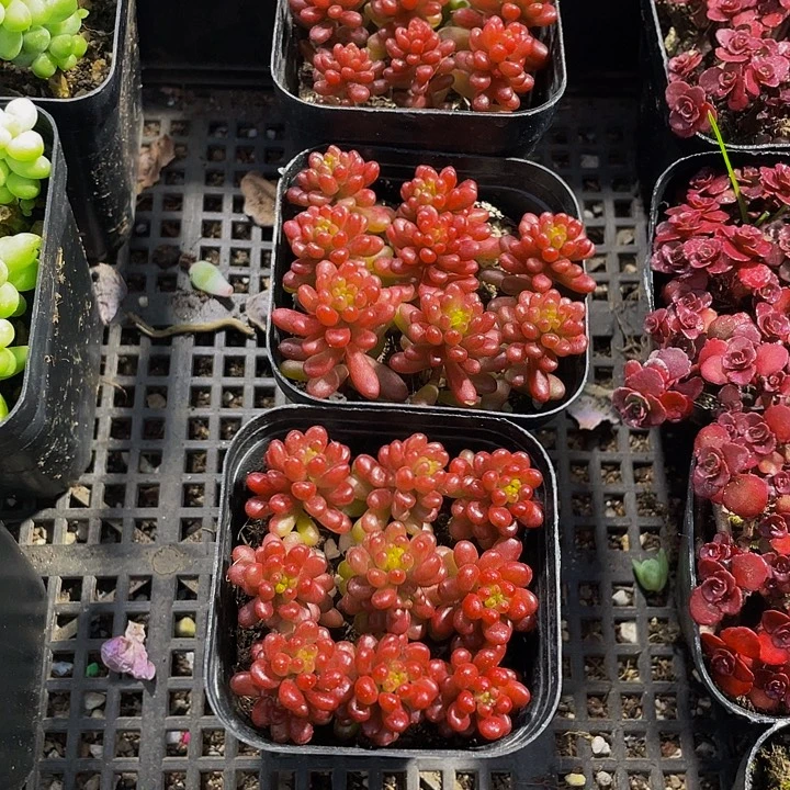 红浆果带盆土发货