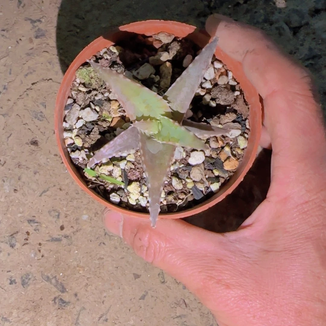 梵*＆块根植物块根植物