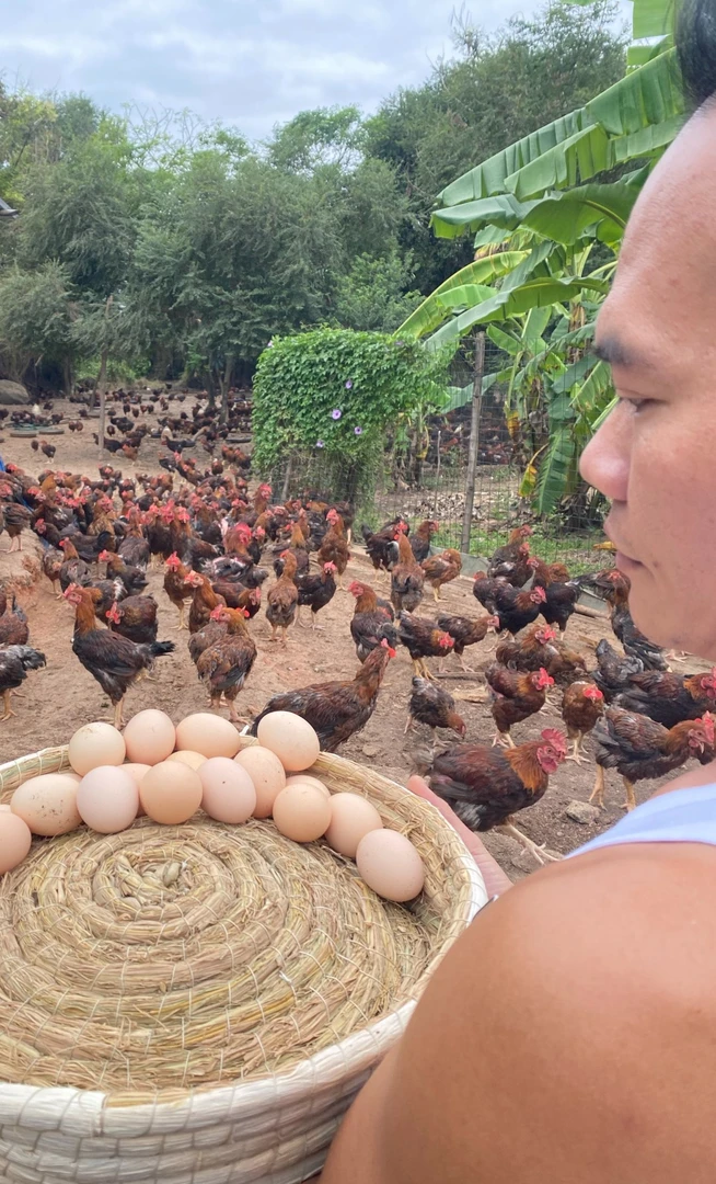 鸭脯兄推荐农村散养新鲜土鸡蛋纯粮食喂养无饲料营养丰富