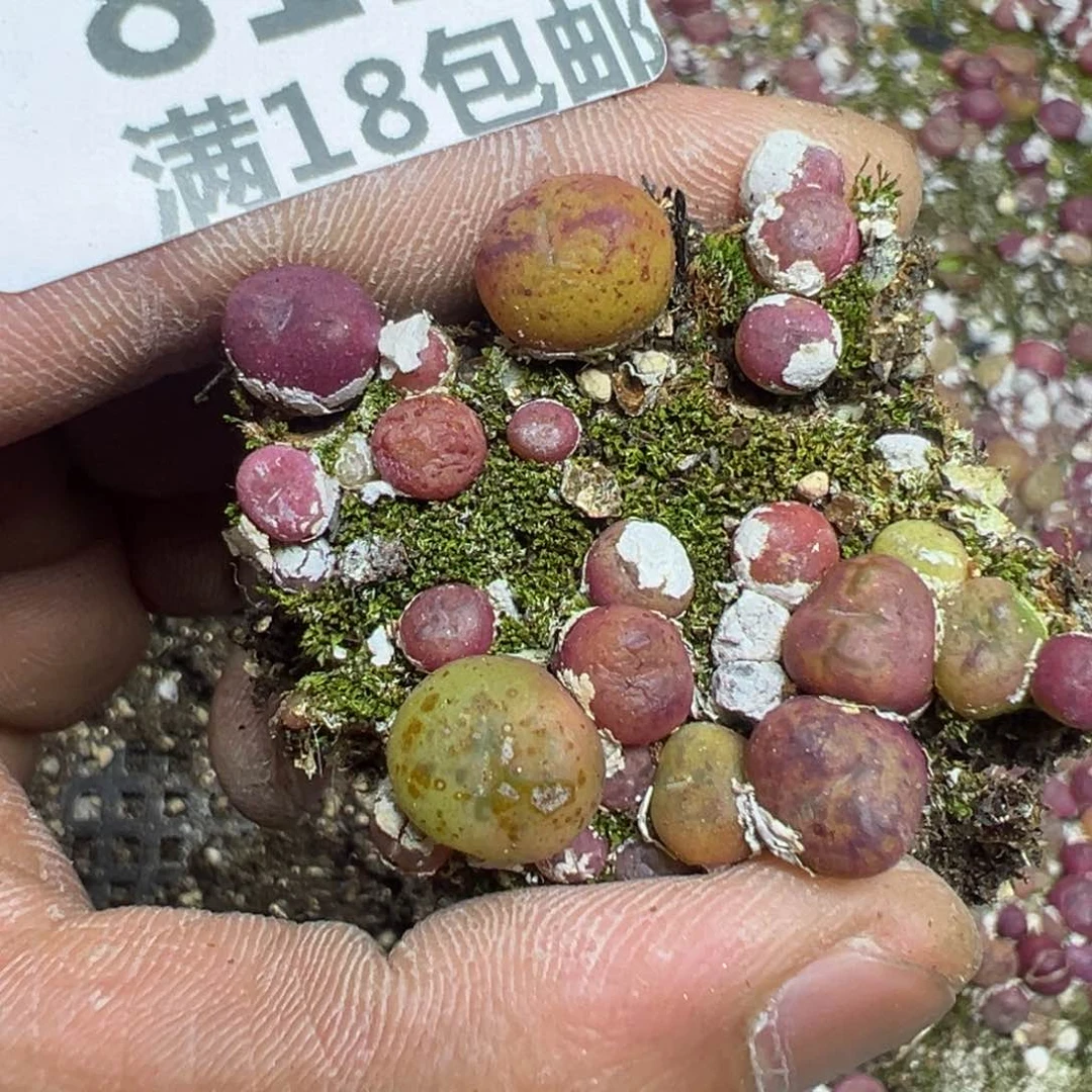 【闪购商品】 812。