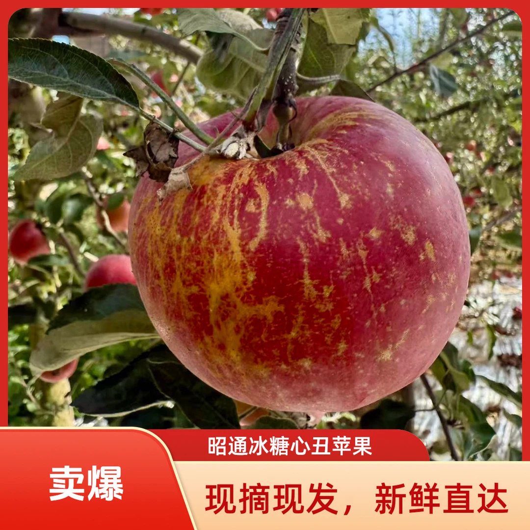 A云南昭通洒渔产地直发红富士冰糖心丑苹果甜苹果现摘现发