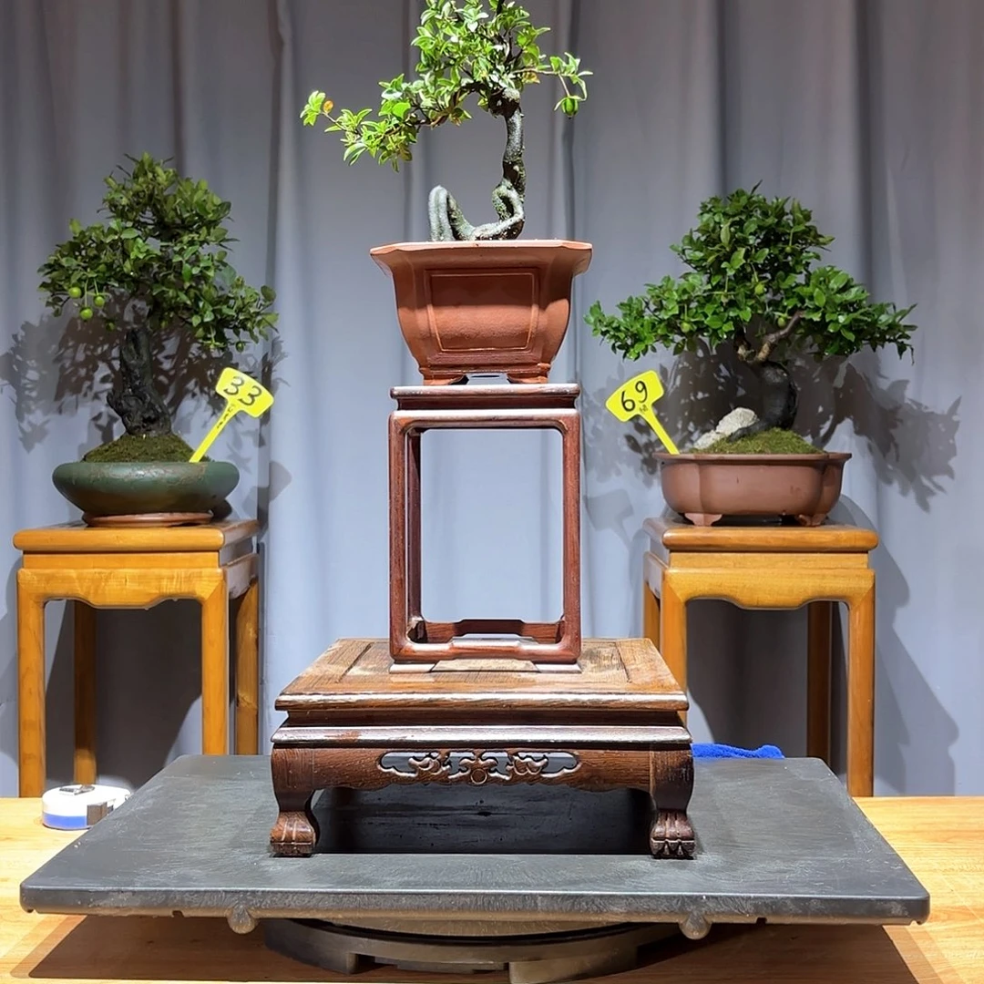 无花朵就***好金弹子是真的好看的