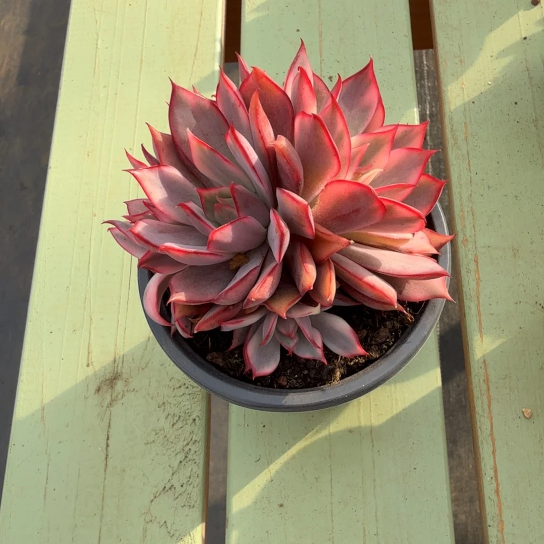 太***雨红宝莲灯锦锦上园艺一物一拍