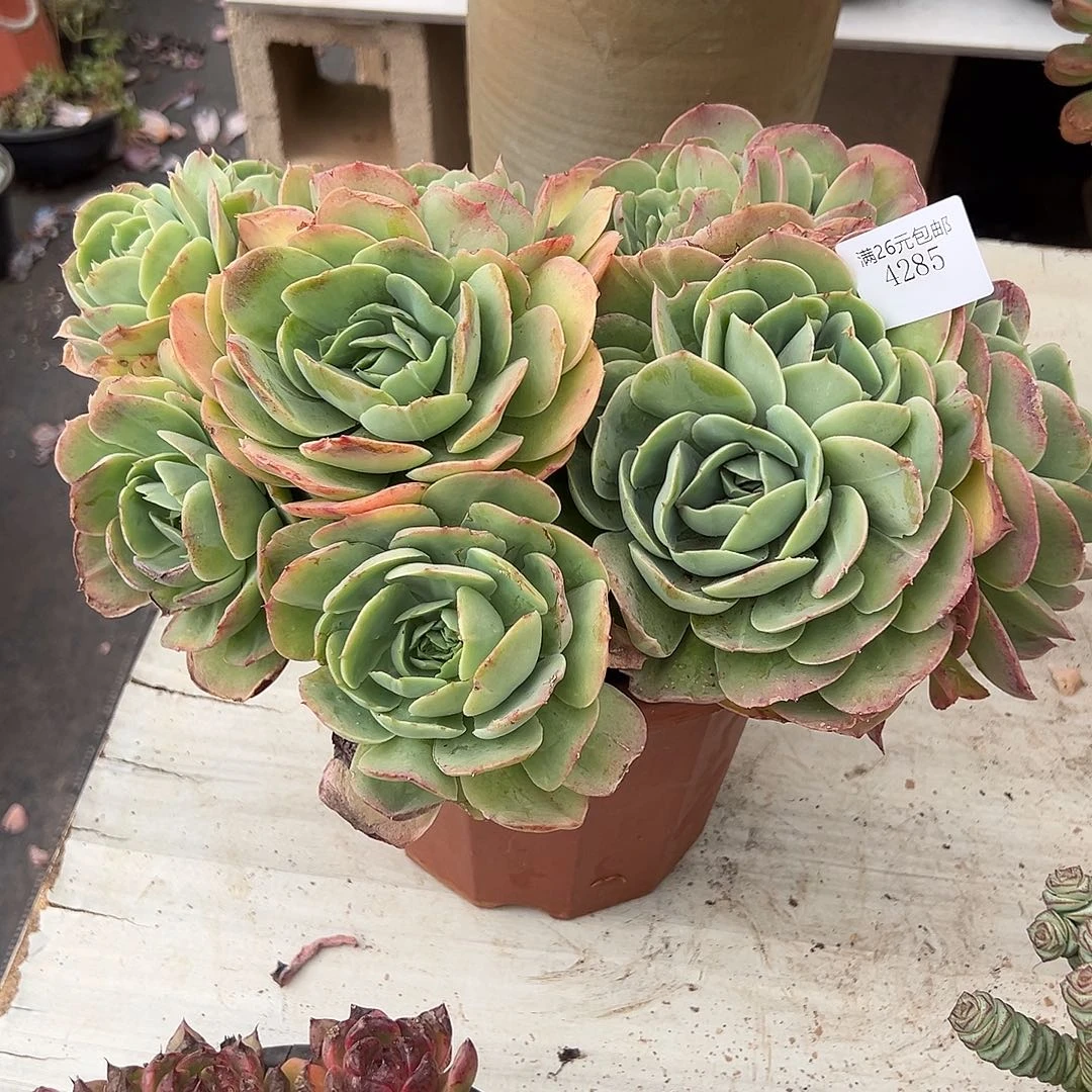 寒***琼4285桃花坞多肉植物多肉