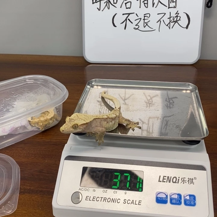 睫角守宫2025.12.15九十八