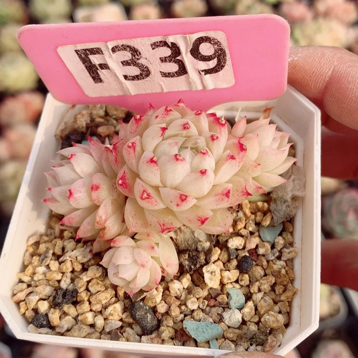 麦秆6cm不包整群