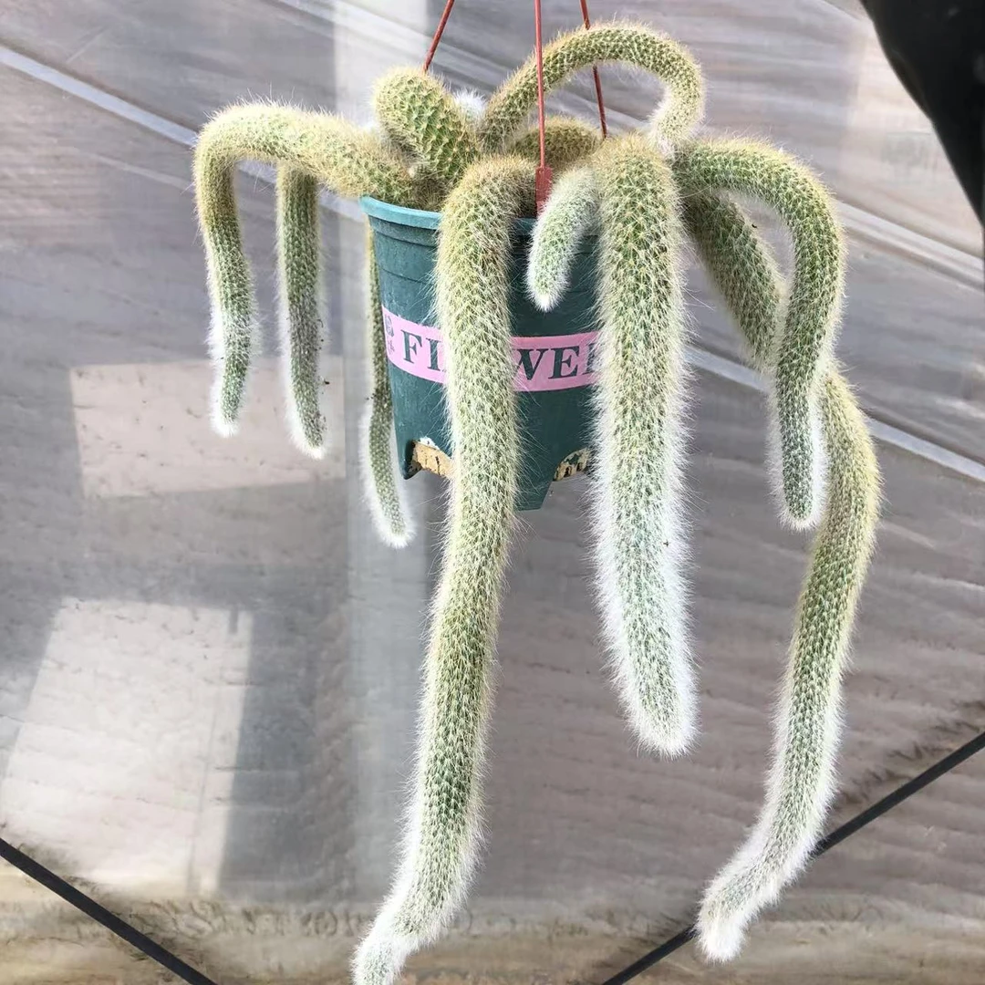 多头九尾清棚福利一物一拍【一单包邮