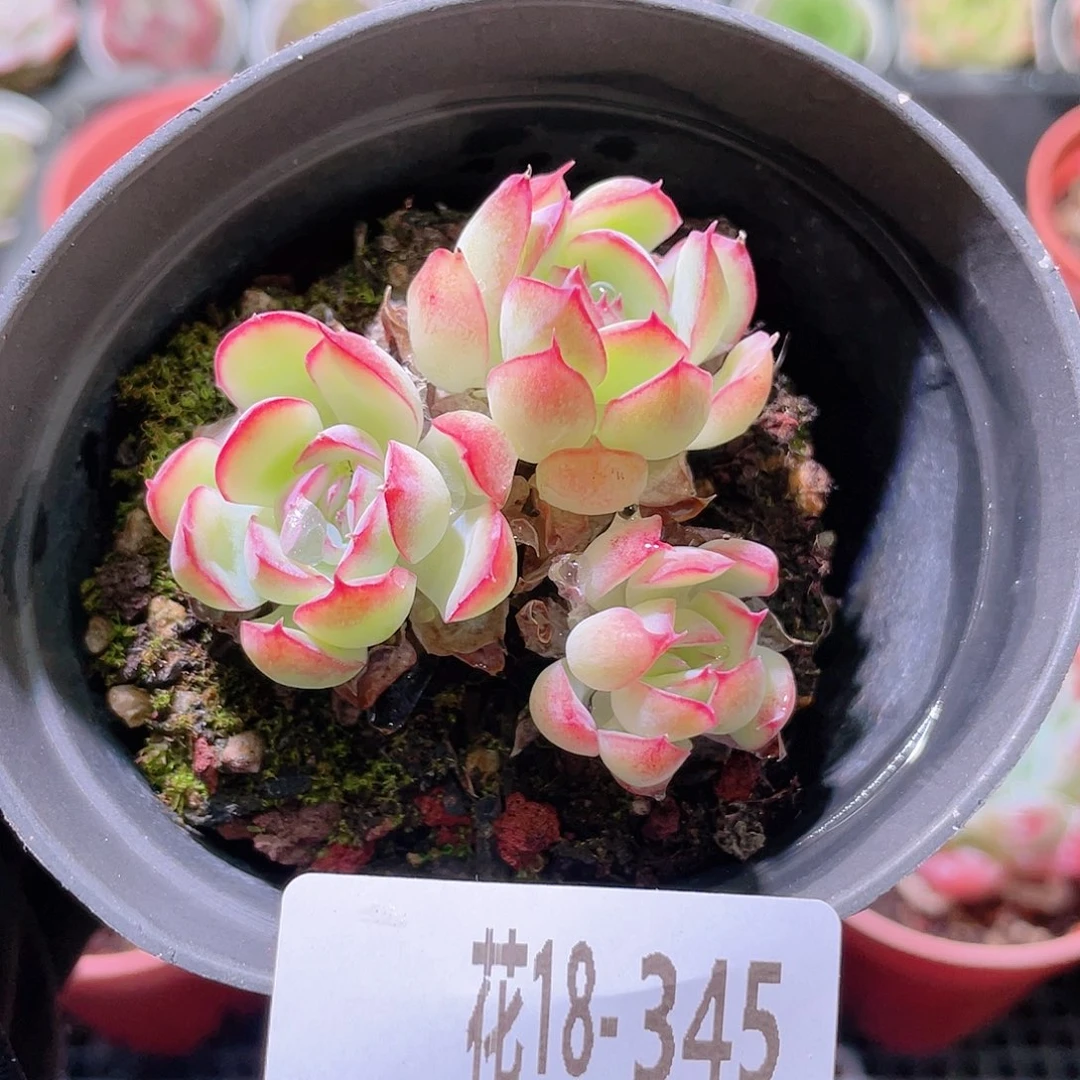 花利美18-345新品