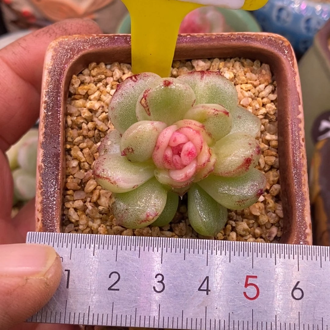 488粉钻石化心带锦……