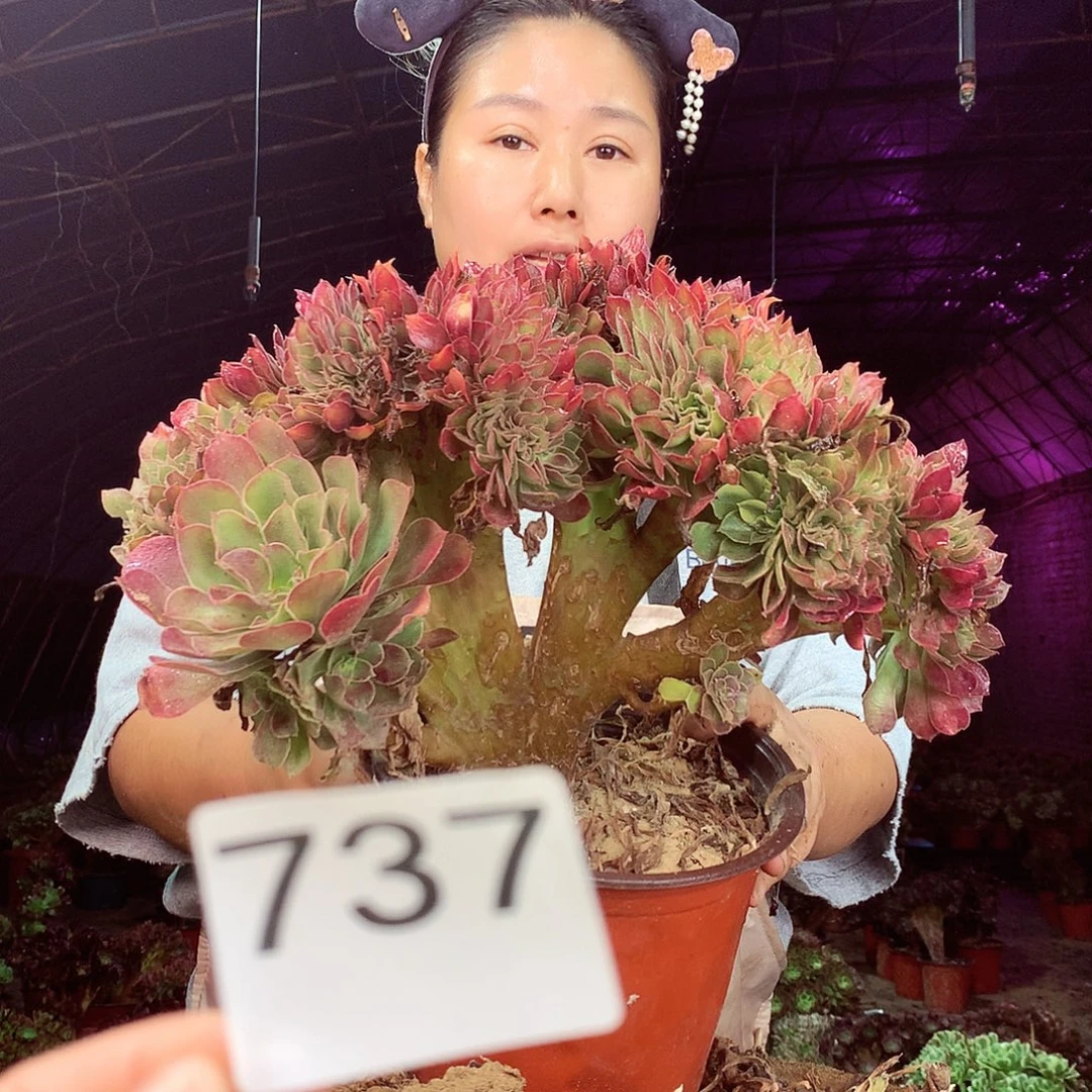 柒柒精品多肉脱土发货不包断侧枝737