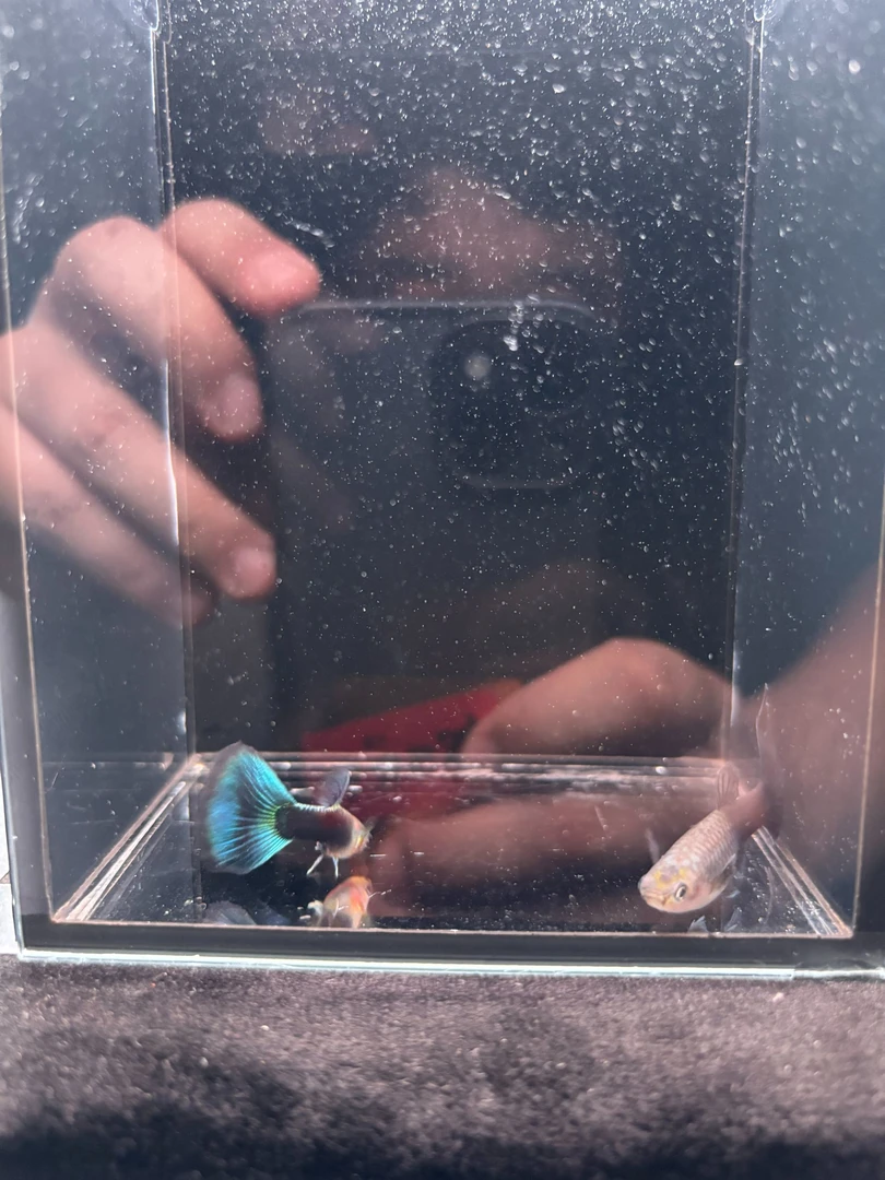 蓝礼服德系【包路损 售后无忧】【入缸不包损 均价赔付】【不补发】