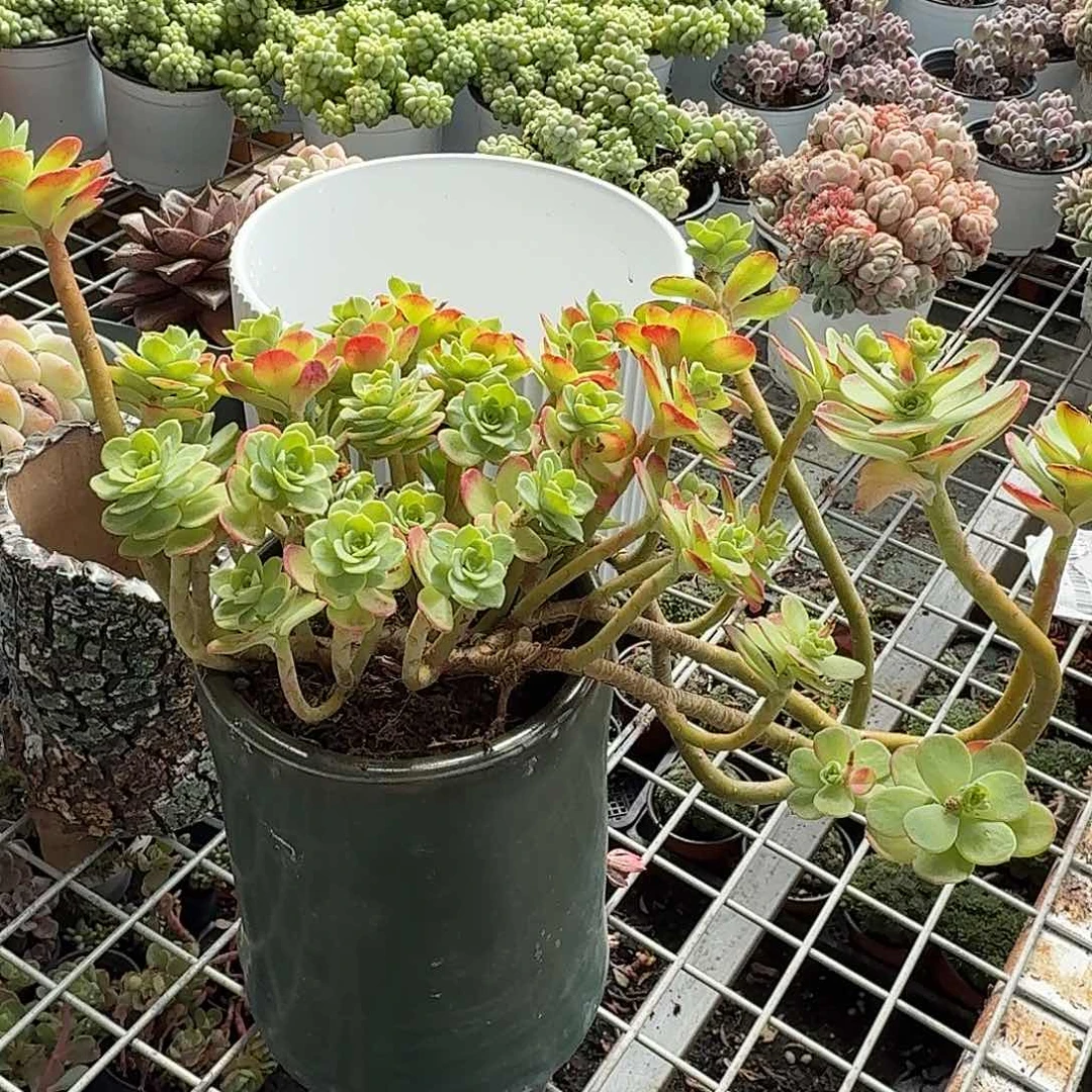 薄化妆多肉植物大号
