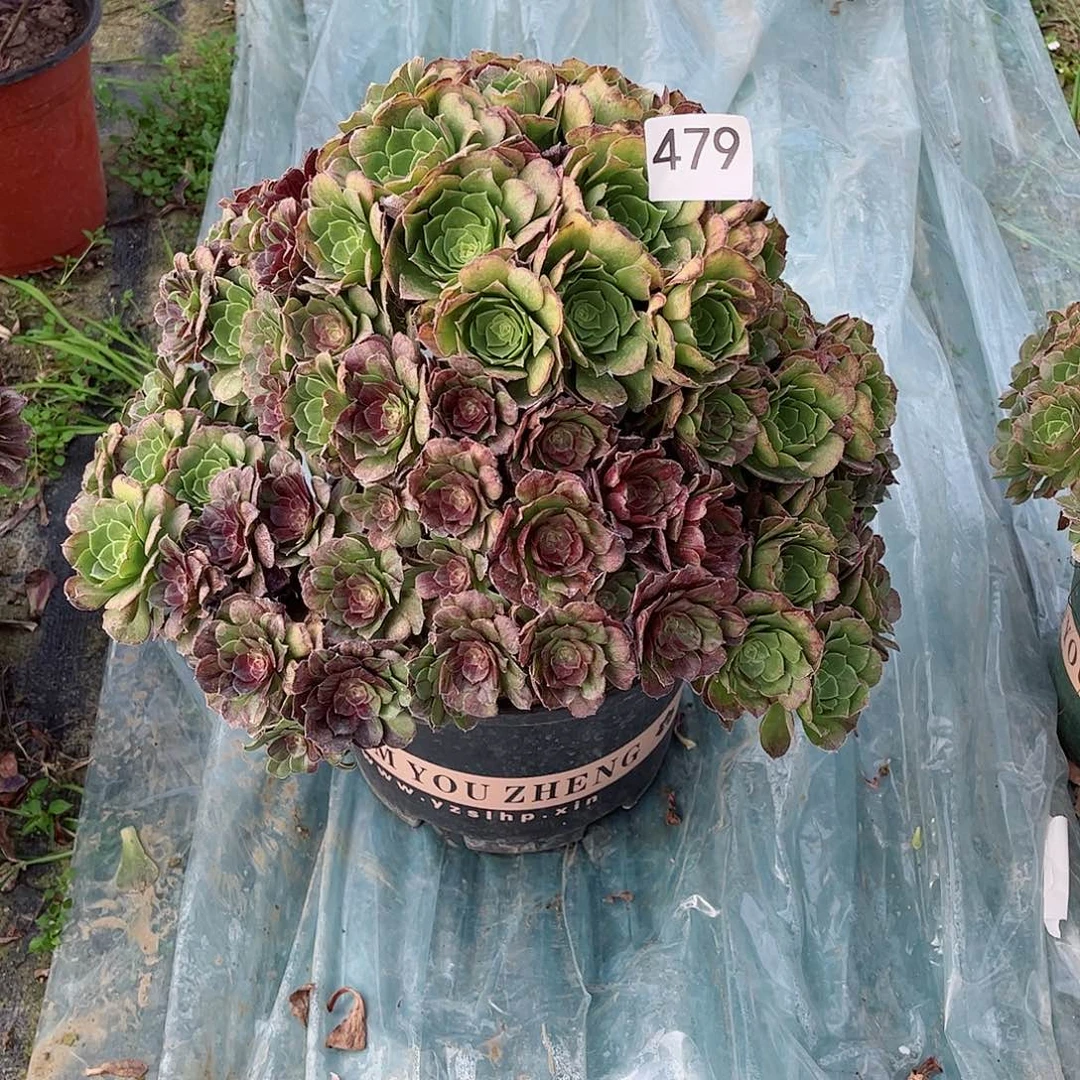 L**a多肉植物花月夜479