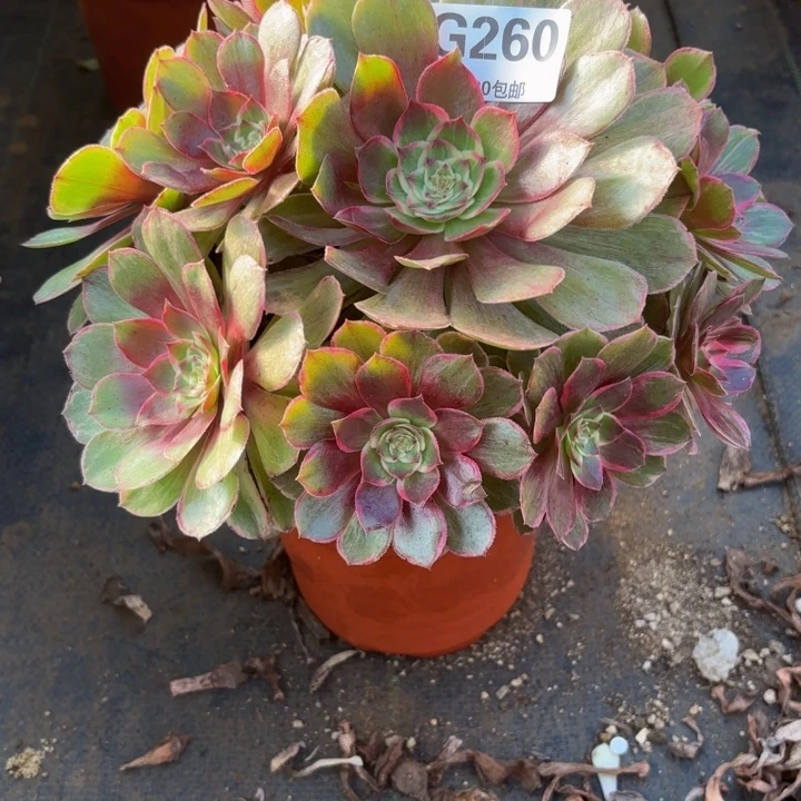 瑞妈多肉园艺260+莲花座，