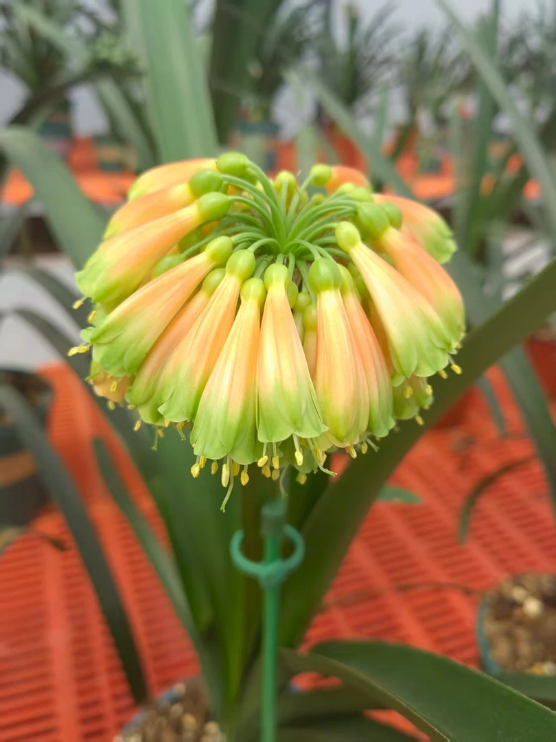 君子兰毛兰血兰异景佛光虎斑