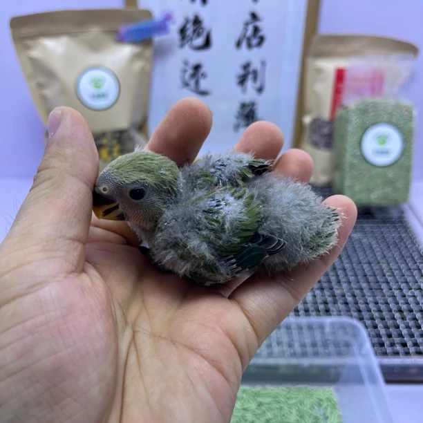 牡丹鹦鹉-绿桃公E10662