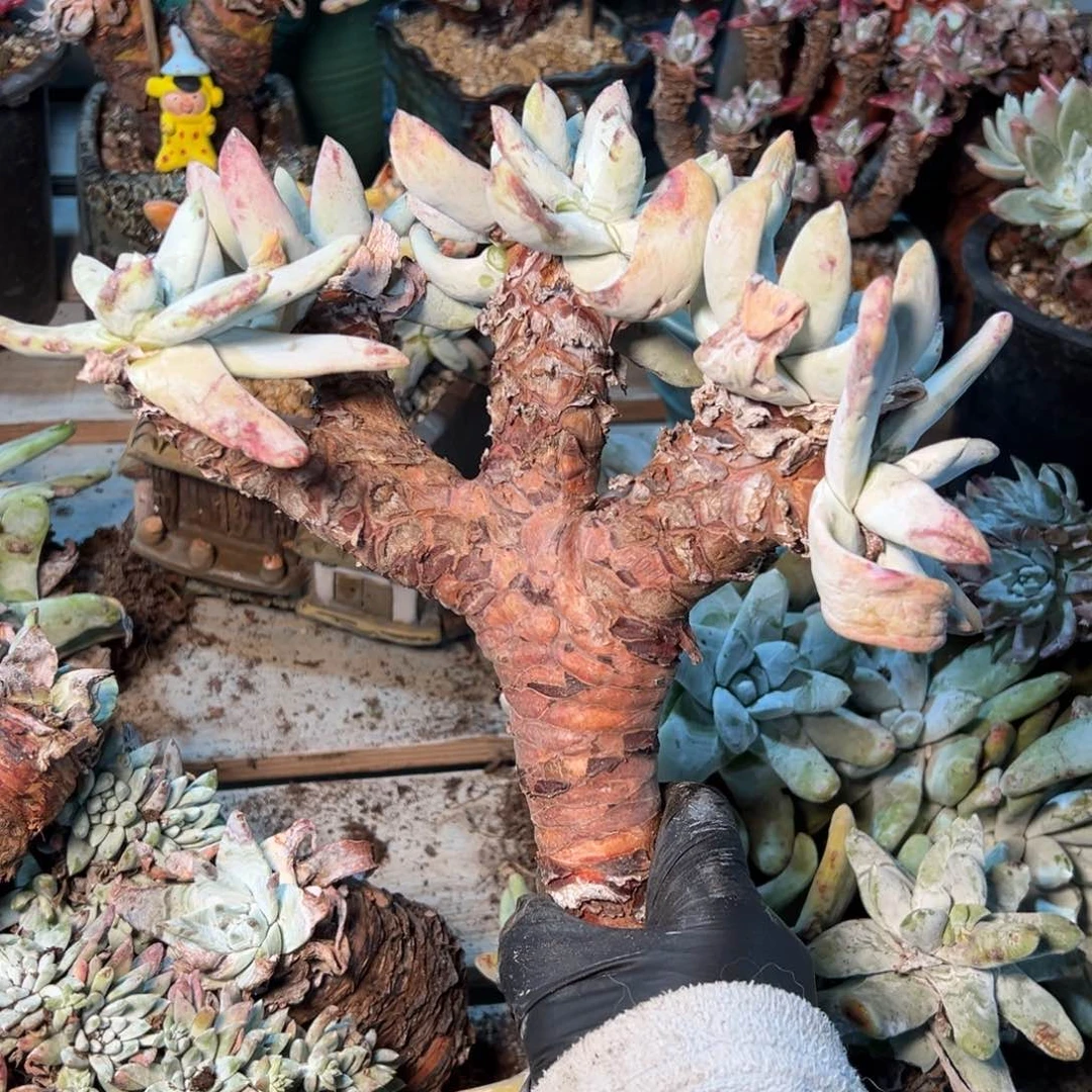 233瑕疵福利哈哈哈哈哈哈