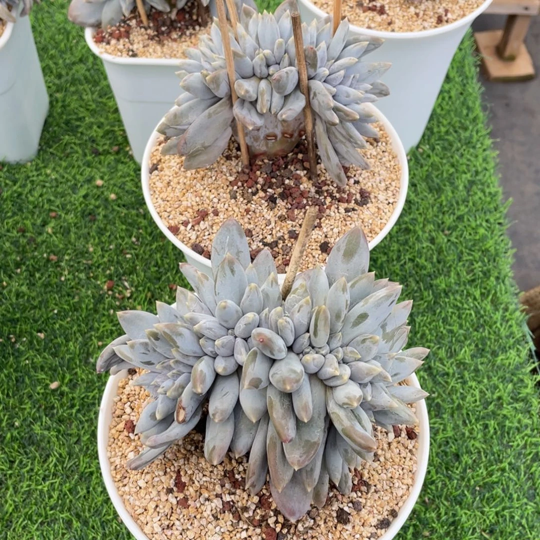 以***北哥特萝莉缀化两颗