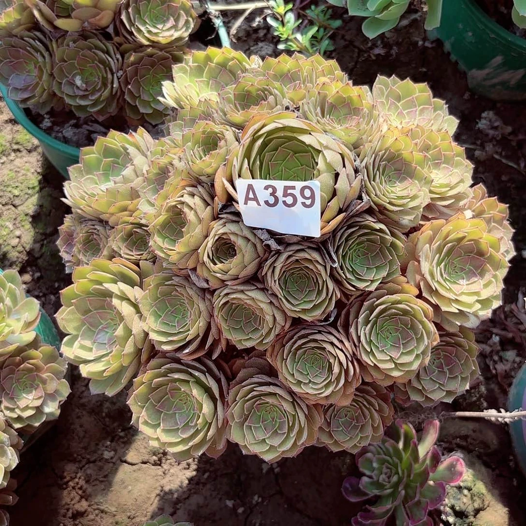 红魔法师手捧8-29偏远不包邮