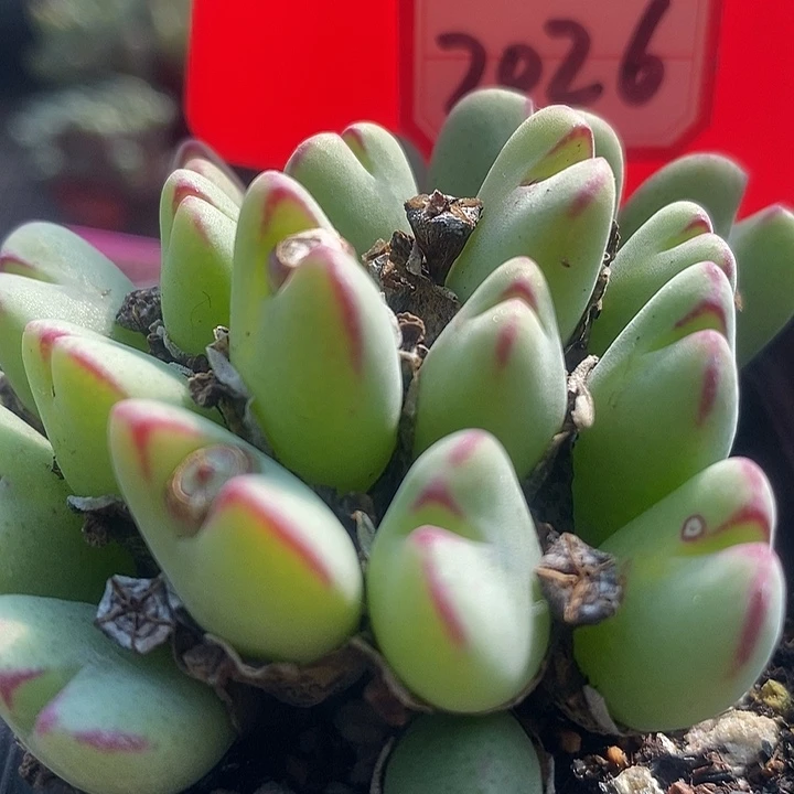 今天又没吃饱哈麻2026